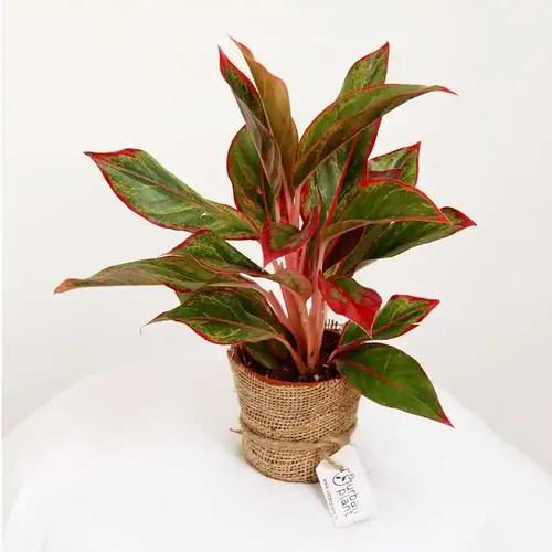 LITTLE JUNGLE Pink Lipstick - Healthy Live Plant with White Pot | Air Purifier Plant | Indoor Plants for Living Room | Low Maintenance Plants For GIfting, Balcony, Home Décor & Office Desk